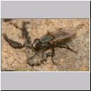 Kleptoparasit 03 3-4mm.jpg